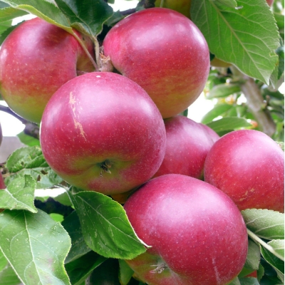 Jabłoń kolumnowa  DELIKATES z doniczki